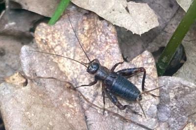 Nemobius sylvestris