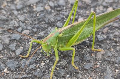 <i>Tettigonia viridissima</i>
