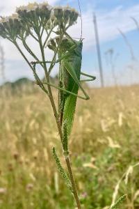 <i>Tettigonia viridissima</i>