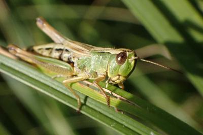 <i>Pseudochorthippus parallelus</i>