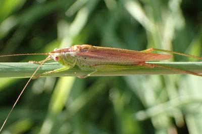 <i>Conocephalus fuscus</i>