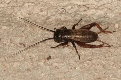 <i>Gryllus campestris</i>