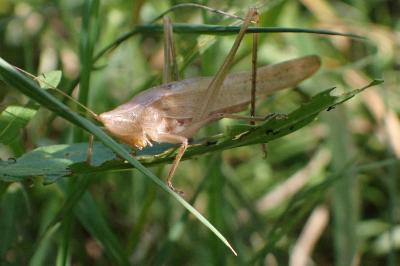 Ruspolia nitidula