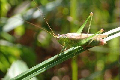<i>Conocephalus fuscus</i>