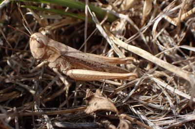 <i>Chorthippus dorsatus</i>