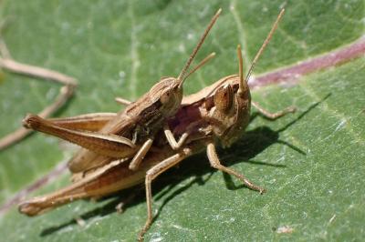 <i>Euchorthippus declivus</i>
