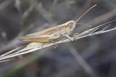 <i>Euchorthippus elegantulus</i>