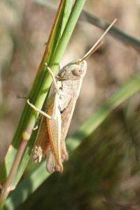 <i>Chorthippus albomarginatus</i>