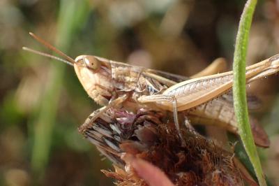 <i>Euchorthippus elegantulus</i>