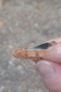 <i>Oedipoda caerulescens</i>