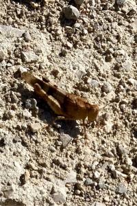 <i>Oedipoda caerulescens</i>