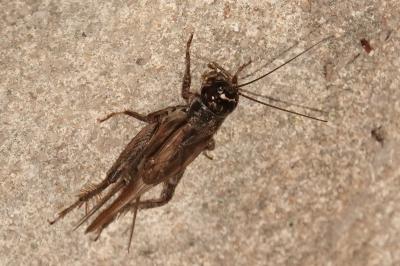 <i>Eumodicogryllus bordigalensis</i>