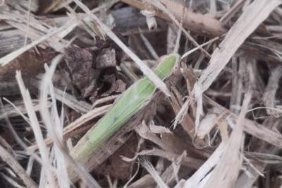 <i>Chorthippus dorsatus</i>