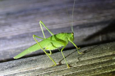 <i>Phaneroptera nana</i>