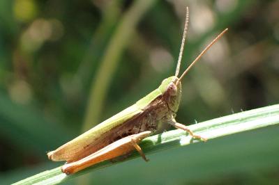 <i>Chorthippus dorsatus</i>
