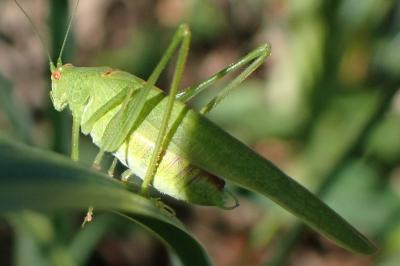 <i>Phaneroptera nana</i>