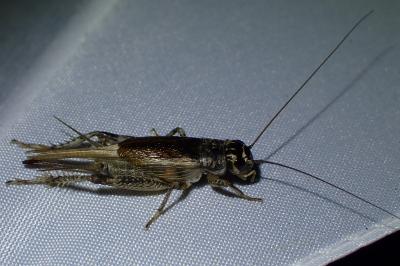 <i>Eumodicogryllus bordigalensis</i>