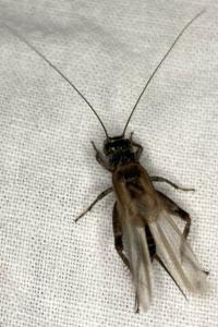 <i>Eumodicogryllus bordigalensis</i>