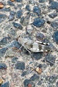 <i>Oedipoda caerulescens</i>