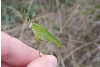 <i>Phaneroptera falcata</i>
