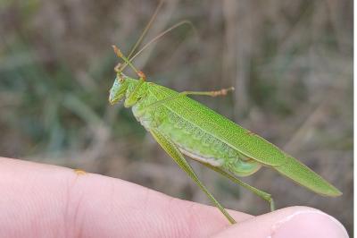 <i>Phaneroptera falcata</i>