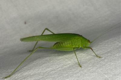 <i>Phaneroptera nana</i>