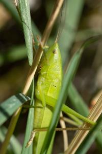 <i>Ruspolia nitidula</i>
