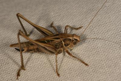 <i>Tessellana tessellata</i>