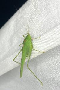 <i>Phaneroptera nana</i>