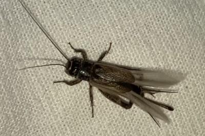 <i>Eumodicogryllus bordigalensis</i>