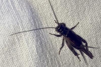 <i>Eumodicogryllus bordigalensis</i>