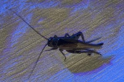 <i>Eumodicogryllus bordigalensis</i>