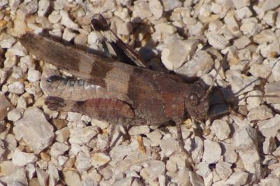 <i>Oedipoda caerulescens</i>