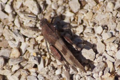 <i>Oedipoda caerulescens</i>