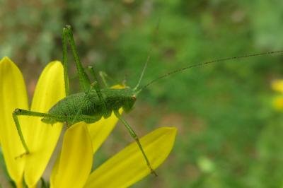 <i>Leptophyes punctatissima</i>
