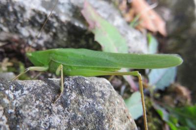<i>Ruspolia nitidula</i>