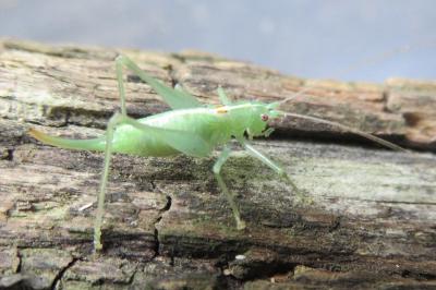 <i>Meconema meridionale</i>