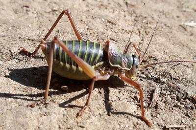 <i>Ephippiger diurnus</i>