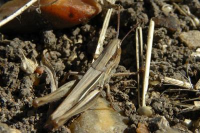 <i>Euchorthippus elegantulus</i>