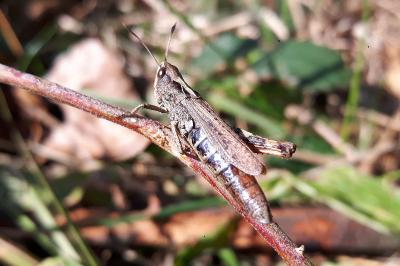 <i>Gomphocerippus rufus</i>