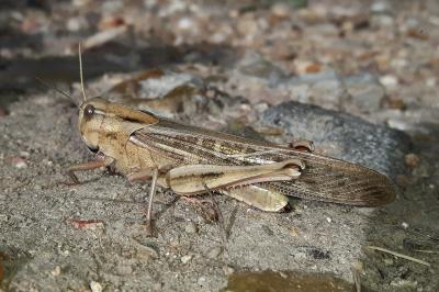 <i>Locusta migratoria migratoria</i>