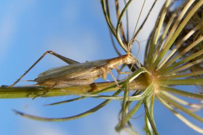 <i>Oecanthus pellucens</i>