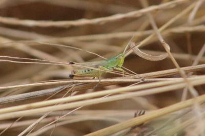<i>Pseudochorthippus parallelus</i>