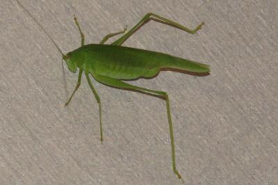 <i>Phaneroptera</i>