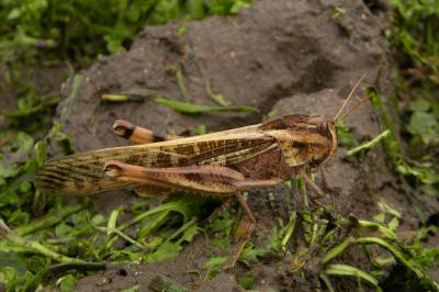 <i>Locusta migratoria migratoria</i>
