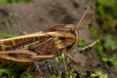 <i>Locusta migratoria migratoria</i>