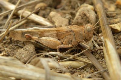 <i>Oedipoda caerulescens</i>