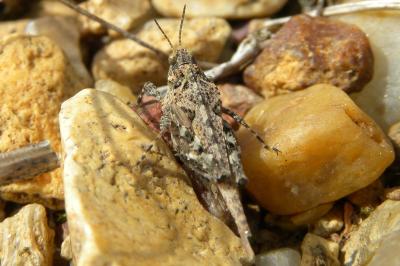 <i>Tetrix ceperoi</i>