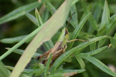 <i>Pseudochorthippus parallelus</i>