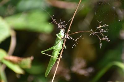 <i>Ruspolia nitidula</i>
